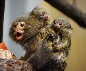 Pigmejki Śląski Ogród Zoologiczny ZDJĘCIA