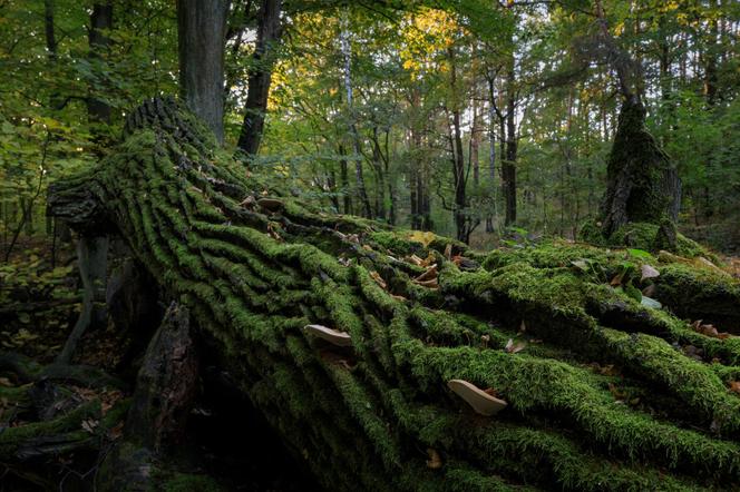 KAMPINOSKI PARK NARODOWY