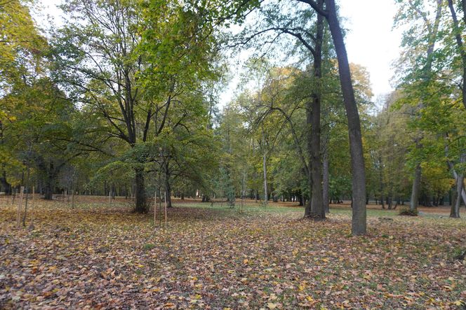 Park Lubomirskich w Białymstoku jesienią 