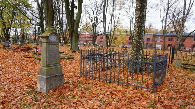 To prawdopodobnie najstarsza aleja drzew w Olsztynie. Znajduje się na cmentarzu [ZDJĘCIA]