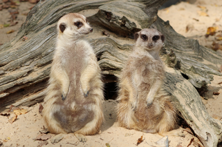 Na pomoc zwierzakom! JEDYNE zoo w Świętokrzyskiem w ciężkiej sytuacji!