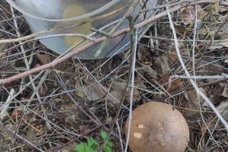 Grzybobranie Podkarpacie