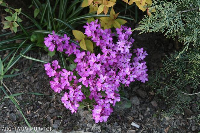 Gęsiówka orzęsiona - Arabis blepharophylla