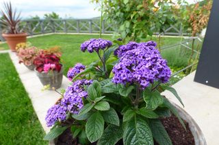 Ta roślina była hitem PRL-u. Zasadź ją teraz, a będzie kwitnąć aż do jesieni 