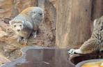 Ale słodziaki! Lemury z wrocławskiego zoo świętują urodziny. Zobacz jak zajadają banany i papaje 