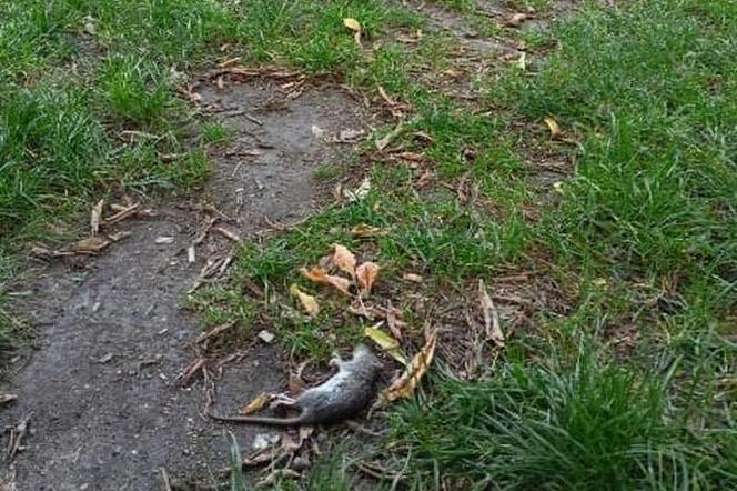 Plaga szczurów w Lublinie