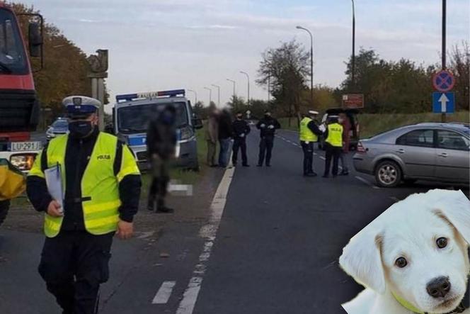 Wypadek pijanego komendanta z trzeźwym naczelnikiem! W tle umierający pies