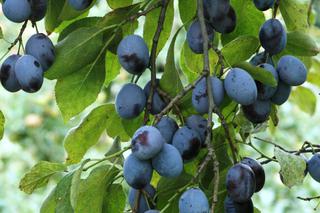 Śliwa ‘Węgierka Zwykła’ - Prunus domestica 'Węgierka Zwykła'