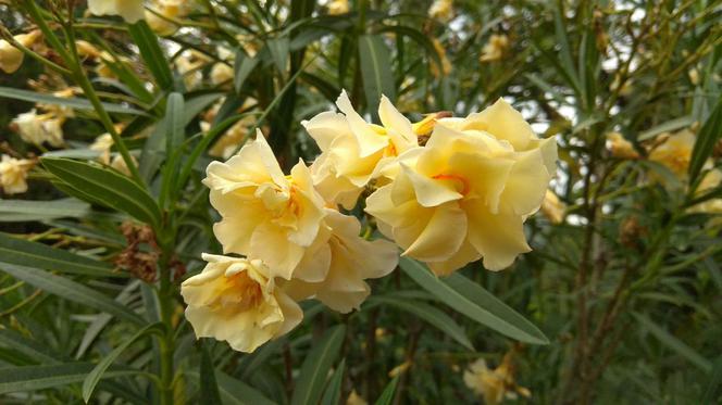 Żółty oleander