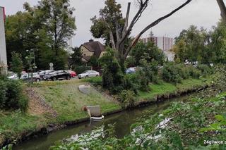 Nieznana substancja zatruła rzekę Kłodnica w Gliwicach