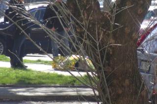  Makabryczne odkrycie na Targówku. Ludzkie zwłoki na chodniku