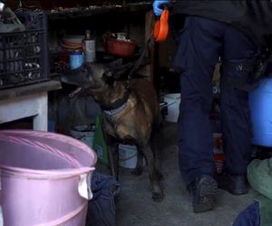 Starnowali bramę samochodem pancernym, obok lądował śmigłowiec z antyterrorystami. Spektakularna akcja policji na Mazowszu