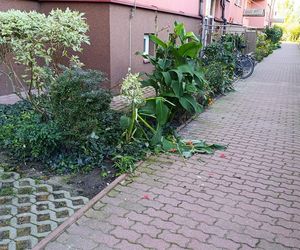 Niewiarygodne! 22-latek skoczył z drugiego piętra i uciekł do mieszkania. Co się stało w Siedlcach?