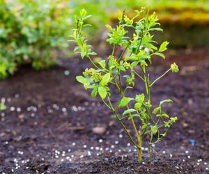 Gdy rozpuści się śnieg zakop to wokół borówki amerykańskiej. Przez cały sezon będzie uwalniać substancje odżywcze, a borówka zaowocuje jeszcze bardziej. Indiańska metoda nawożenia