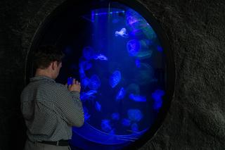 Meduzy w Orientarium