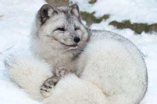 Krakowskie ZOO będzie oszczędzać, ale nie ma zamiaru zamknąć się na mieszkańców