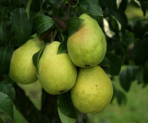 Grusza 'Lipcówka Kolorowa' - Pyrus communis 'Lipcówka Kolorowa'