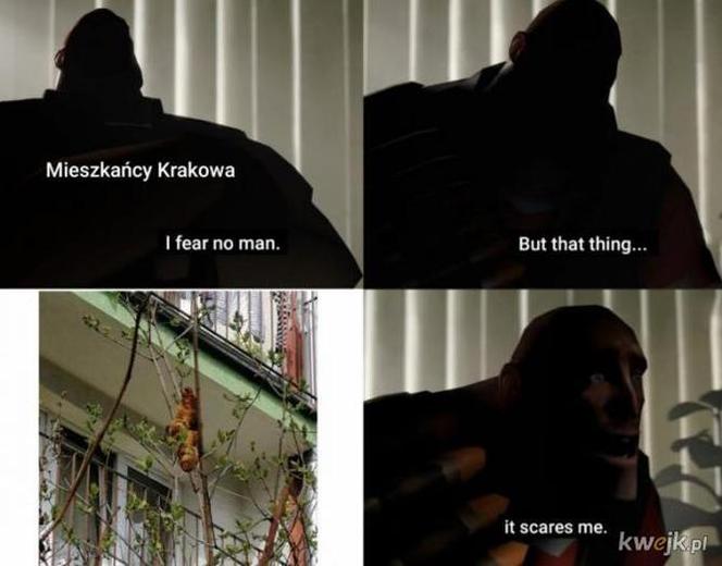 Najlepsze memy o Krakowie. Te grafiki bawią do łez 