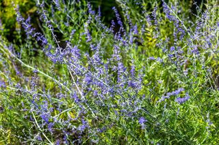 Perowskia łobodolistna