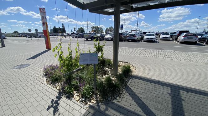 Zazieleniony teren parkingu i pasażu przed terminalami Katowice Airport