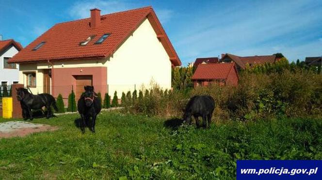 Zaskakujący widok w Kętrzynie. Niesforne kucyki wybiegły na ulicę [ZDJĘCIA]