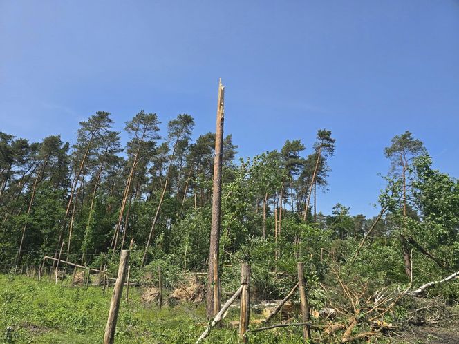 Nadleśnictwo Ostrowiec Świętokrzyski