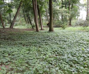 Zabytkowy park pod Lubawą zmienił się nie do poznania. Teraz wygląda jak z bajki