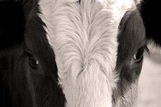 Choroba szalonych krów na Dolnym Śląsku. To pierwszy przypadek od 6 lat