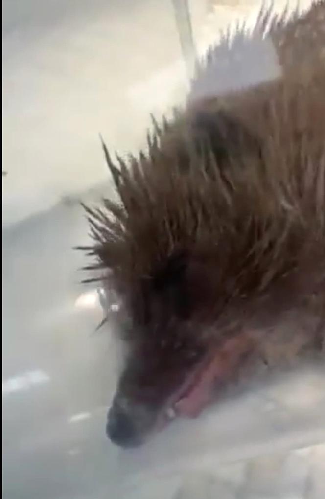 Jeżyk uczulony na sianko