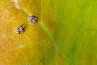 Tarczniki i miseczniki. Zdjęcia