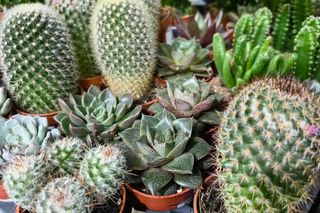 Festiwal Roślin 2024 w Białymstoku 