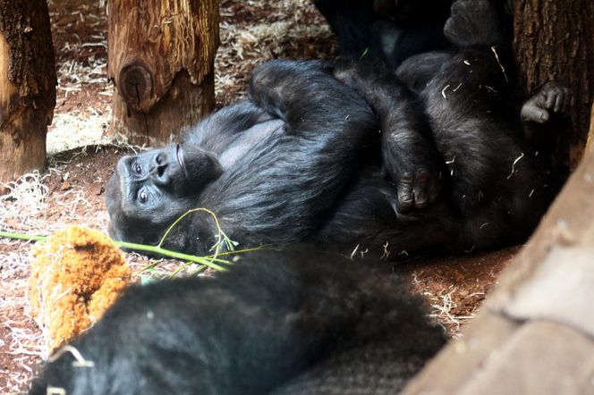 Nowe mieszkanki w ZOO Warszawa