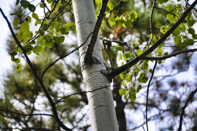 Brzoza pożyteczna 'Doorenbos'