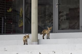 Lisy na stadionie we Wrocławiu