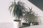 Dracena obrzeżona
