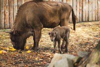 W ZOO Wrocław urodziły się dwa małe żubrzątka. Zobacz, jakie to słodziaki [ZDJĘCIA]