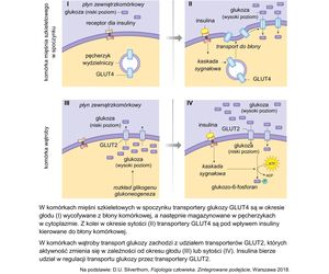 Matura 2025 biologia rozszerzona: ODPOWIEDZI do wszystkich zadań, gotowe rozwiązania matury z biologii rozszerzonej - Formuła 2015 [9.05.2025]	