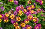 Lantana