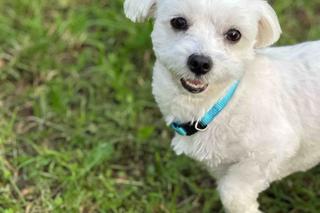 Upał męczy także psy. Wielu z nas popełnia ten błąd.