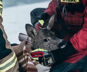 Strażacy z OSP Wolin ratowali sarenkę uwięzioną na lodzie