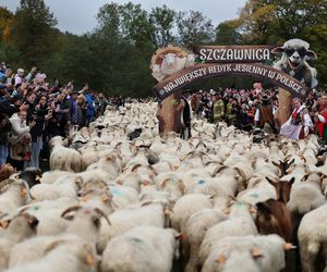 Owce opanowały Szczawnicę. Tak wyglądał redyk jesienny w małopolskim uzdrowisku