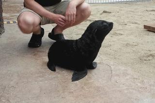 We wrocławskim zoo urodziły się nowe kotiki