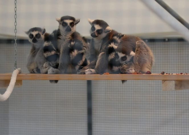 ZooPark ponownie przyciągnął do Targów Lublin tłumy miłośników zwierząt