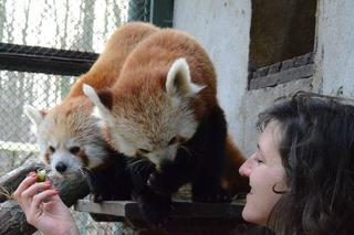 Rude pandy potrzebują imion! Nowe Zoo czeka na propozycje