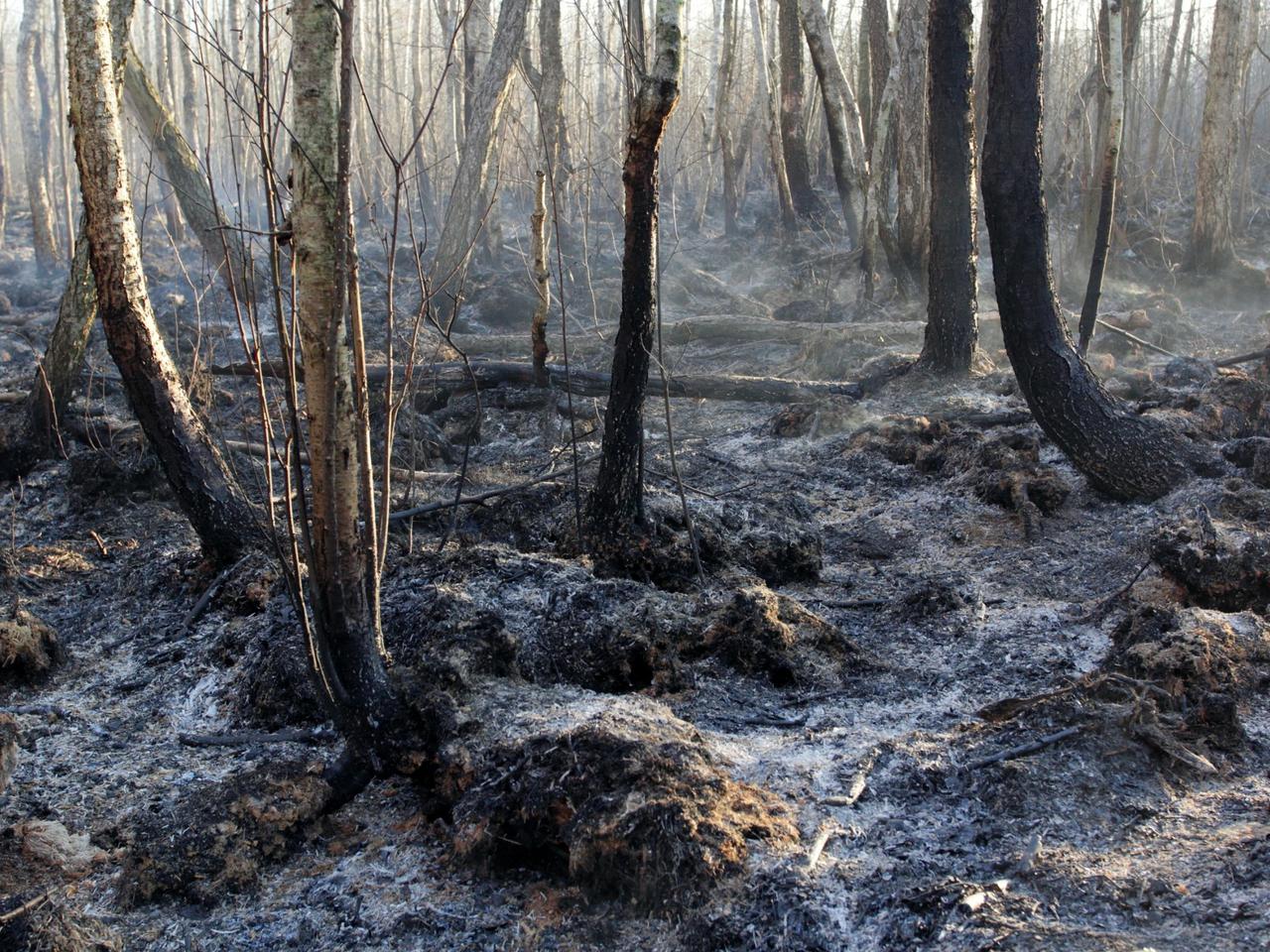 Sytuacja w dolinie Biebrzy pod kontrolą [GALERIA]
