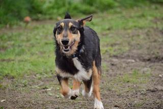 Marcepan czeka na dom w COZ w Grudziądzu