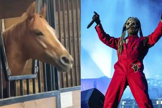 W Kanadzie jest klacz, która uwielbia metal. Słucha Pantery i Slipknota