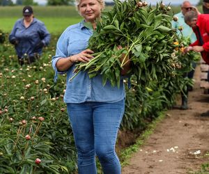 Królewskie kwiaty z Brzozia podbijają świat 