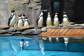 Znów można podziwiać pingwiny w chorzowskim ZOO