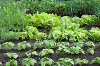 Ogrod warzywny: pozyteczny i efektowny